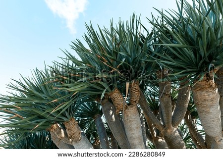Dracaena draco tree with fresh berries, growing in Madeira island, Portugal. Dragon tree or Drago is a subtropical evergreen ornamental long lived tree of the family Asparagaceae, subfamily Nolinoidae Royalty-Free Stock Photo #2286280849