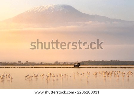 Panorama of Mount Kilimanjaro with a flock af flamingo in the foreground in beautiful morning light. Amboseli national park, Kenya. Royalty-Free Stock Photo #2286288011