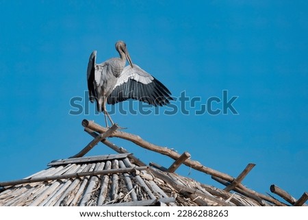 Asian Openbill, Anastomus oscitans, spread its wings on the traditional wooden house under summer fresh blue sky, Thale Noi Lake, Phatthalung, Thailand.