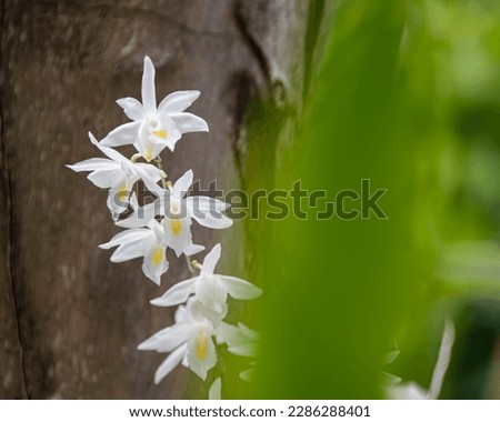 Pigeon orchid in bloom with green leaves foreground