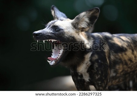 Close up of The African wild dog (Lycaon pictus), also called the painted dog, or Cape hunting dog, selective focus.  Royalty-Free Stock Photo #2286297325