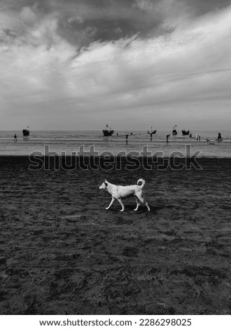 A dog in a beach. A dog in Saint Martin beach in Bangladesh. Nature and Animal a combination in this photo.