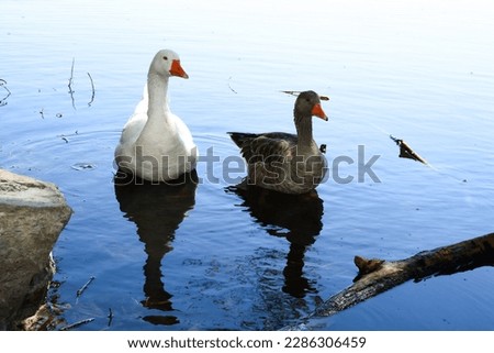 Grey Goose is the largest European wild goose Royalty-Free Stock Photo #2286306459