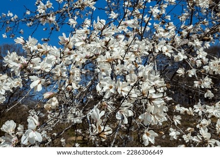 Beautiful magnolia flowers that shine in the blue sky.
