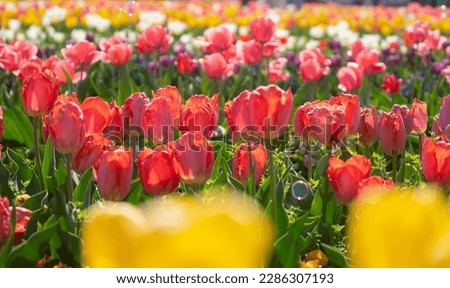 Tulips and soap bubbles blooming in the flower garden
