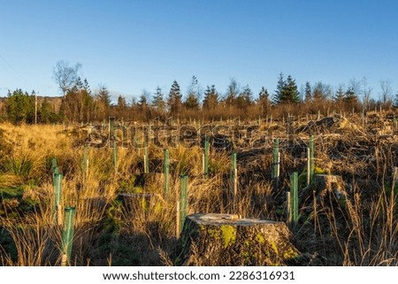 Replanting an old deforested and clear felled coniferous forest with broadleaf trees in tree guard in Scotland Royalty-Free Stock Photo #2286316931