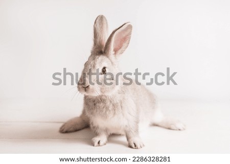 cute funny rabbit of gray color on a light wooden table. Decorative rabbit, rabbits for breeding. Rabbit breed giant. Place for text. Easter rabbit. Lovely pets