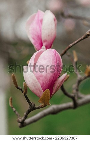 pink magnolia blossoms on a tree in spring