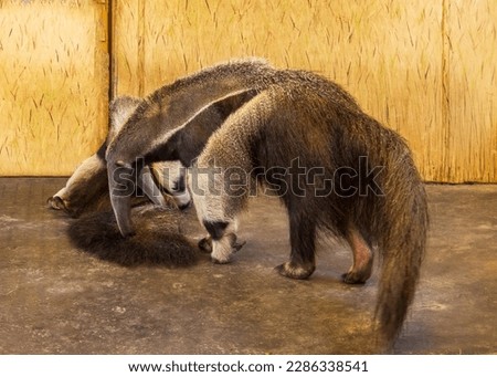 Three giant anteaters sniffing the ground.