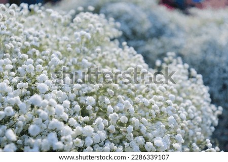 gypsophila, baby's breath, white flower, Gypsophila paniculata, cute flower, baby's-breath white flower Royalty-Free Stock Photo #2286339107