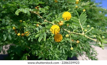 Yellow babool flower, babool plant, acacia arabica, acacia nilotica, herb plant Royalty-Free Stock Photo #2286339923