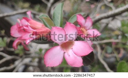 Pink blooming Adenium obesum flower garden