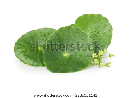 Closeup leaf of Gotu kola, Asiatic pennywort, Indian pennywort on white background, herb and medical concept Royalty-Free Stock Photo #2286351141
