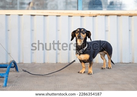 Small dachshund Dog waiting on leash on a Bicycle stand for its owner in front of supermarket or store. Low angel perspective.