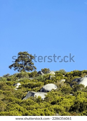 Lonely tree on the top of a mountain against blue sky