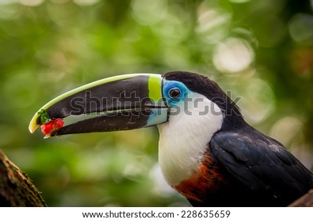beautiful red blue green red white black toucan bird on a tree branch