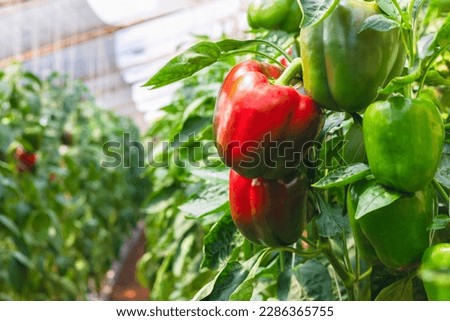 bell pepper hanging on tree in garden Royalty-Free Stock Photo #2286365755