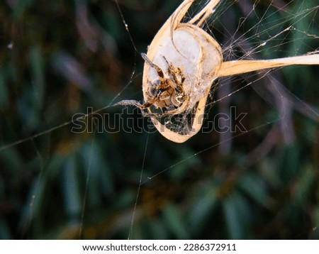 a beautiful closeup photo of a spider repairing her web at the local nature reserve
