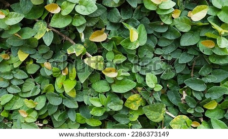 Lush green leaf vines, these plants can propagate or stick to walls and this plant is suitable as an outdoor garden for greening so that it makes the feel of the house more cool and beautiful