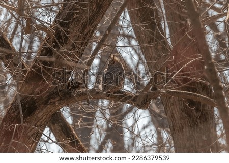 Great Horned Owl perched on a tree branch