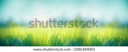 Fresh green grass and bright blue sky banner morning sunlight. Beautiful nature closeup field landscape with Abstract panoramic natural plants, spring summer bright botany meadow grass banner