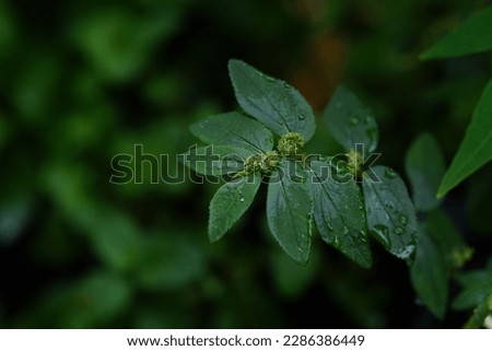 Asthma Herb or Euphorbia hirta is a medicinal plant. Royalty-Free Stock Photo #2286386449