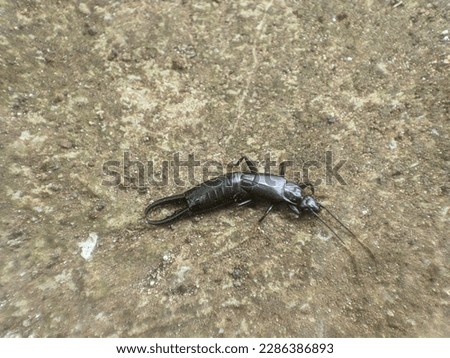 Forficulidae insects resting on the ground