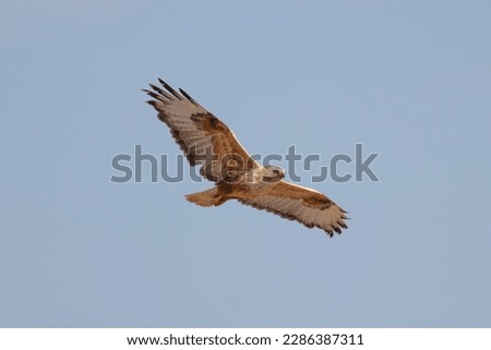 FLYING IN THE SKY Buteo rufinus