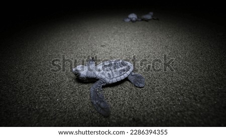 Newly hatched baby turtles on the beach in Kayeli Region of Buru Island, Maluku, Indonesia