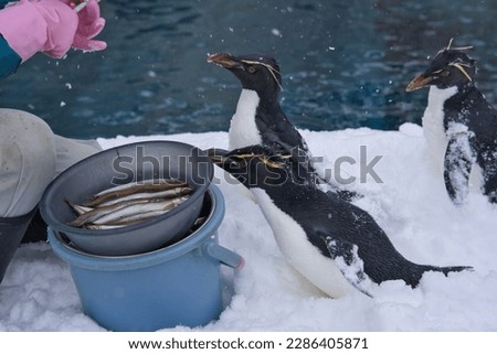 
Penguins at Asahiyama Zoo in Asahikawa in winter