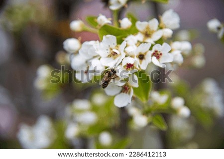Pear blossom and bees collect food...