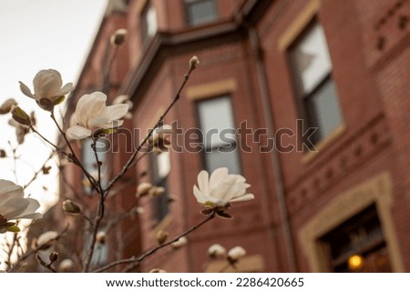 Blooming magnolias in Boston, Marlborough Street