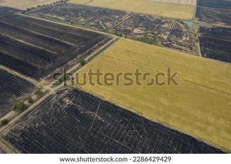 aerial view from flying drone of Field rice with landscape green pattern nature background, top view field rice

