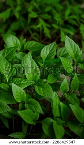 
Sequence of cultivation of agriculture and plants with morning sunlight and dark green blurred background Germinating seedlings grow as a step sprout growing from seeds. Nature ecology and growth con