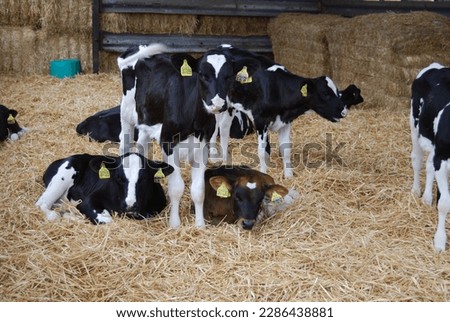 Free range happy  cows on a dairy farm  Royalty-Free Stock Photo #2286438881
