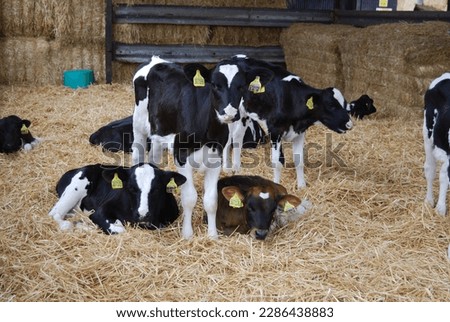 Free range happy  cows on a dairy farm  Royalty-Free Stock Photo #2286438883