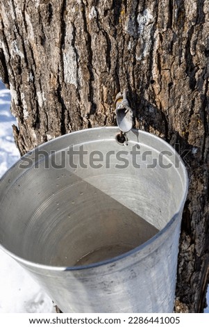 Sap flowing from maple tree into a pail at springtime. Drop of water falling into the bucket.