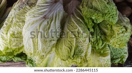 close up of chinese cabbage