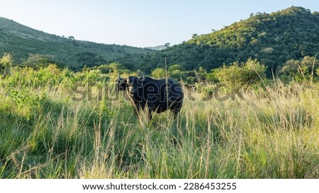 Wildlife buffalo animal in valley in grass vegetation natural habitat trees hills scenic safari landscape.