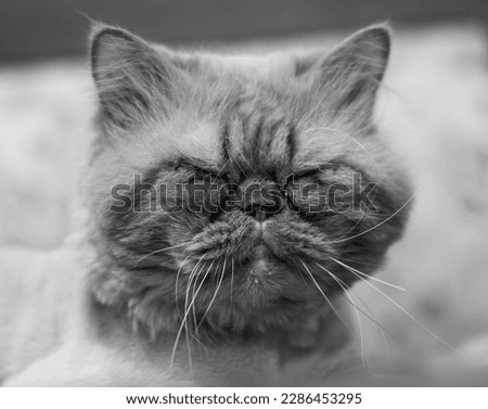 Sleepy Persian cat poses for a portrait.