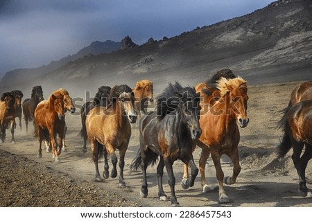 Horses,stempade,nature.In this picture the beautiful horses running on the mountain area.