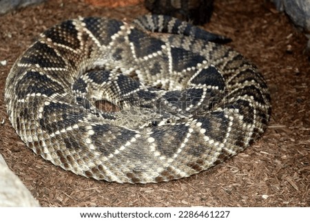 Eastern diamondback rattlesnake (Crotalus adamanteus) in a zoo : (pix Sanjiv Shukla) Royalty-Free Stock Photo #2286461227