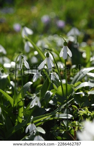 Galanthus Woronowii: the snowdrop grows and blooms in the garden in early spring