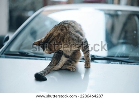 street cat sits on a car on the street and licks wool, animal shelter