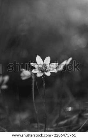 Close-up of common hepatica when it is blooming in Finnish spring time. Flowers is isolated and hepatica is reaching the sky with intense black and white themed picture