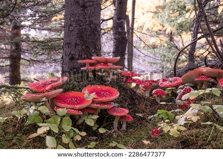 Big Amanita Muscaria mushroom patch under tree in Icelandic forest