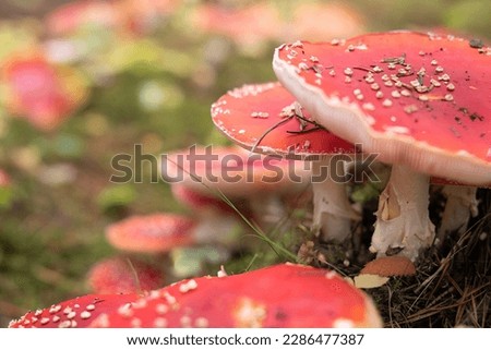 Amanita Muscaria mushroom patch side Bokeh blur