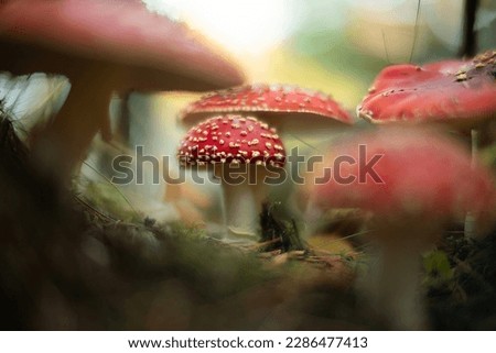 Amanita Muscaria mushroom patch ground level bokeh blur