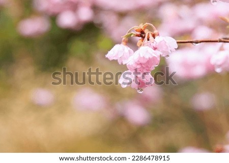Rain drop from cherry blossom and beautiful bokeh background in spring