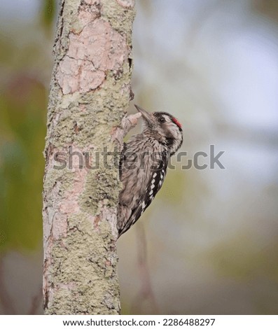 grey-capped pygmy woodpecker is an Asian bird species of the woodpecker family.this photo was taken from Sundarbans National Park,Bangladesh. Royalty-Free Stock Photo #2286488297
